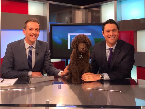 MikeBermanNBC's tweet image. A star is born! Stanley Berman made his TV debut tonight. He's already more polished than his owner on the air.