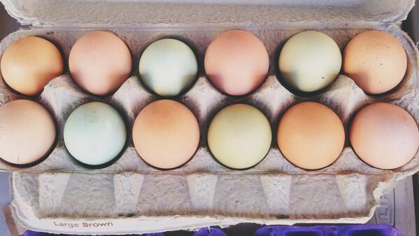 RealHungryInLA's tweet photo. Great finds @smfms today! #SantaMonica #farmersmarket #nomnom #Foodiechats #foodie #eggs #greeneggs http://t.co/OgeqlScTij
