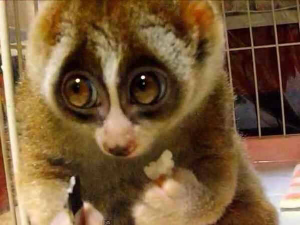 Benjamin_Snell's tweet image. Every time they say "Ser Loras" on Game of Thrones, think of this.