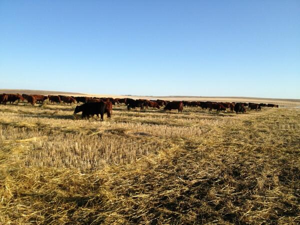 FinnGraem's tweet photo. 205 head of cows on 130ac all winter Nov20 till now still 20ac left tight fencing control helped http://t.co/QA3xsCkOtS
