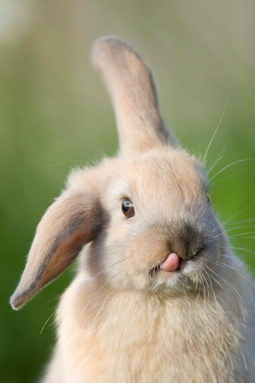 StevanyIFW's tweet image. @MeetAnimals So yummy by #AndrewWalmsley ♡ ƪ ( ◠ ε ◠ ) ʃ