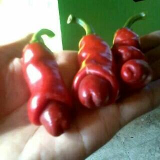 pakar_SEX's tweet photo. Horny chilli http://t.co/g4weVRlSEy
