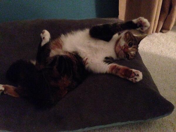 annie_vans's tweet image. More catnip, now! #stillgrumpy @B_VanSickle