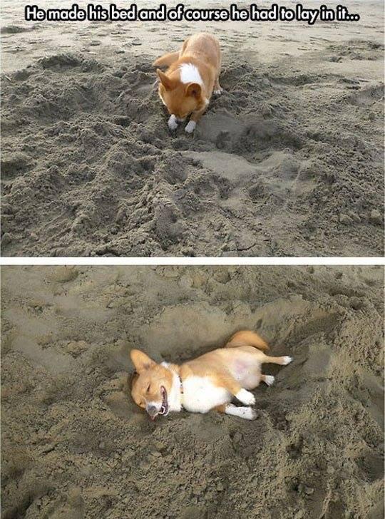 corgi at the beach