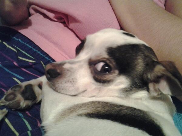 LugoJen's tweet photo. I swear that he looks like a bunny :P Gotta love Chase ♥♡♥♡ http://t.co/Q4Ledit2ef