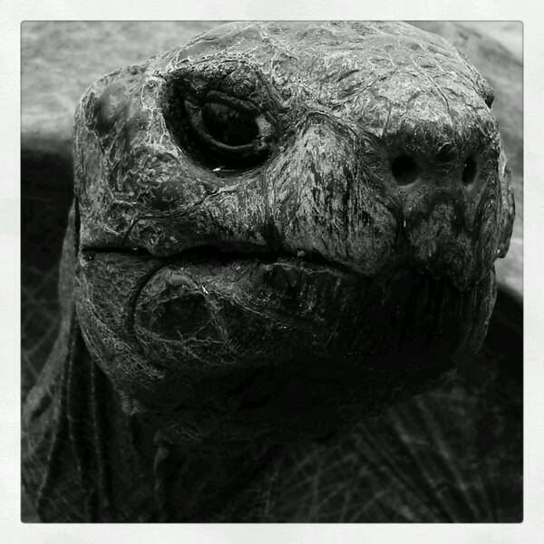 bbcstories's tweet photo. Here's Jonathan, St Helena's 182-year-old giant tortoise. @sallykettle meets him http://t.co/wuRmXKmd36 http://t.co/v0Xqyy6WgV