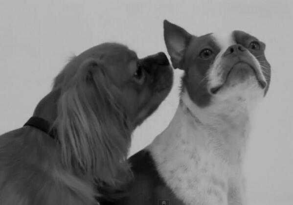 Découvrez les parodies de la vidéo #FirstKissVideo, où des inconnus s’embrassent  > bit.ly/1i7Yftk