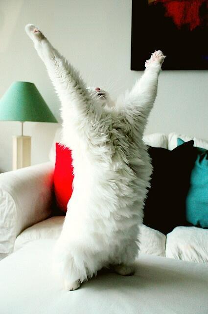 SahabatKucing's tweet photo. Ya Tuhanku! Berikan aku jodoh! http://t.co/NLdx9TVYZC