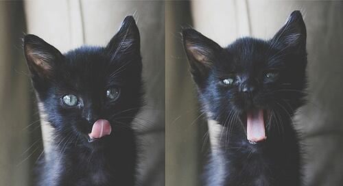 SahabatKucing's tweet photo. http://t.co/3i42Ddrbbr
