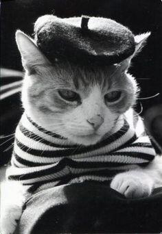 SahabatKucing's tweet photo. http://t.co/ptQw19xvCU