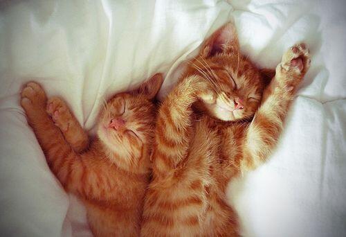 SahabatKucing's tweet photo. ssstt.. http://t.co/qR8FMaPE1T