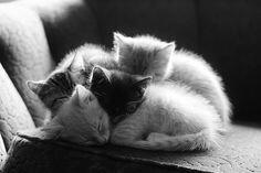 SahabatKucing's tweet photo. http://t.co/kVZdxnxDxD