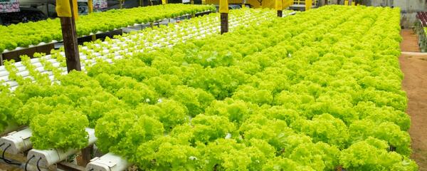 MillsNutrients's tweet photo. A Short #Guide To know about revolutionary growing technique #Hydroponics.. http://t.co/krNvfZUFlW http://t.co/vei9pmR2e1