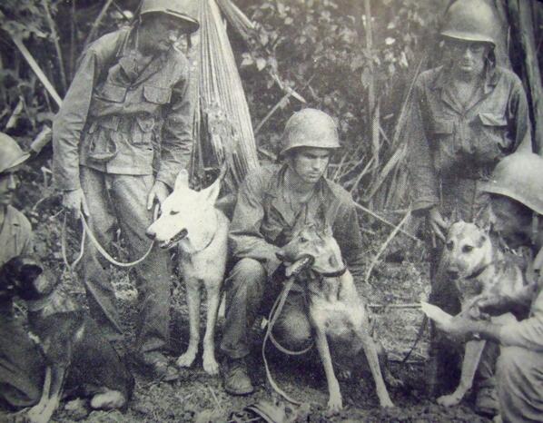 USArmy's tweet photo. On this day in 1942, the #USArmy begins training dogs for the K-9 Corps http://t.co/pGf4EntAKY #TBT #TDiH http://t.co/rV7ZJU2B6O