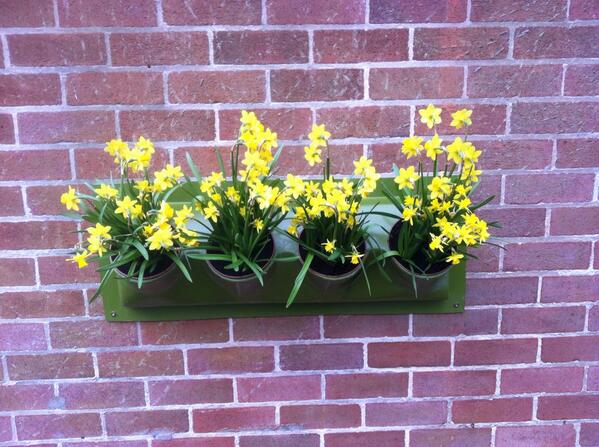 <a href="/The_RHS/">The RHS</a> a Lushwall panel as a window box. Always in bloom. Just change the pots.