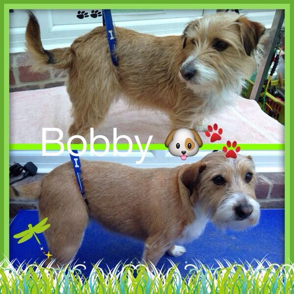 Woofy_tails's tweet photo. Bobby the Jack-Russell-cross 🐶🐾 http://t.co/XdTWqZiGT9
