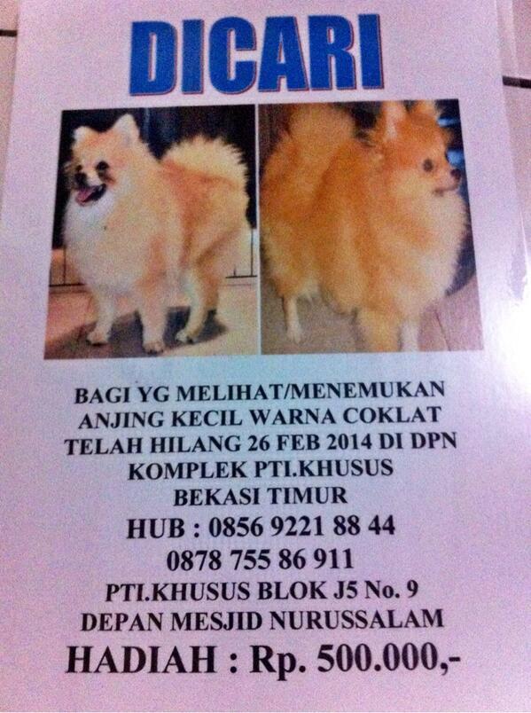 15++ Anjing pom pom kecil info