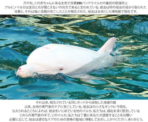 .<a href="/norishikata/">Noriyuki SHIKATA (四方敬之)</a> アルビノイルカは太地くじら博物館でうまくやっていくわけではありません。ビデオ：bit.ly/1cC2Lky 。助けてください。