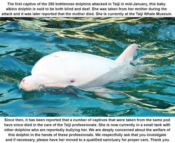.<a href="/UKAmbTim/">Tim Hitchens</a> Albino dolphin not faring well in Taiji Whale Museum.  Video: bit.ly/1cC2Lky. Please help.