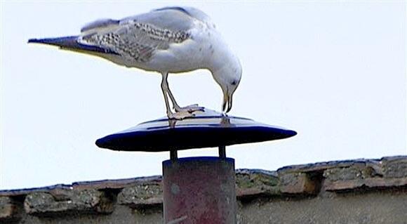 Conclave Seagull tweet media