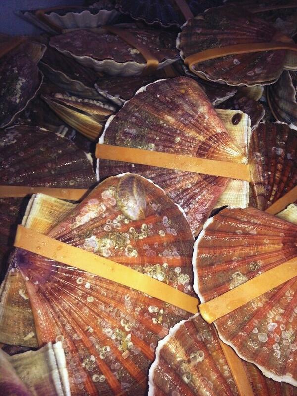 agnhermitage's tweet photo. Mooie verse coquilles binnen gekregen. Wat een mooi product om mee te werken! #hermitage http://t.co/ti9AwCLSjd