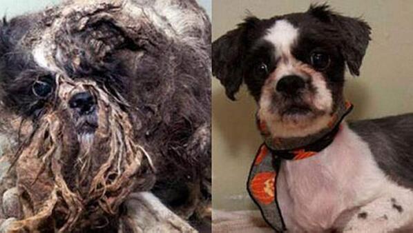 La crítica transformación de un perro que vivía entre la basura bit.ly/1cUBWIT