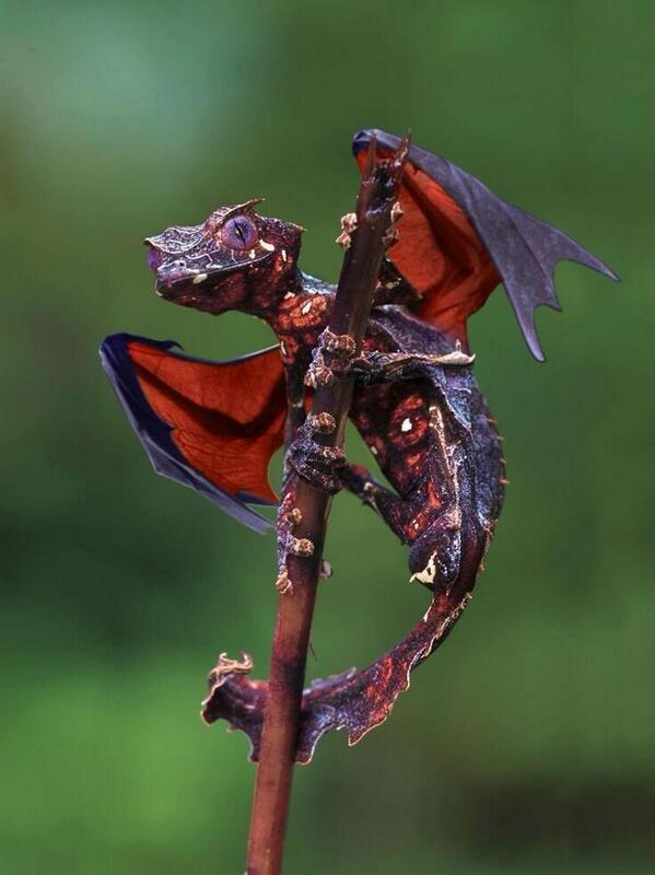 _Paisajes_'s tweet photo. El gecko satánico con cola de hoja, endemico de Madagascar. Es como un dragón en la vida real! GENIAL!! http://t.co/0ELYZPOGxa