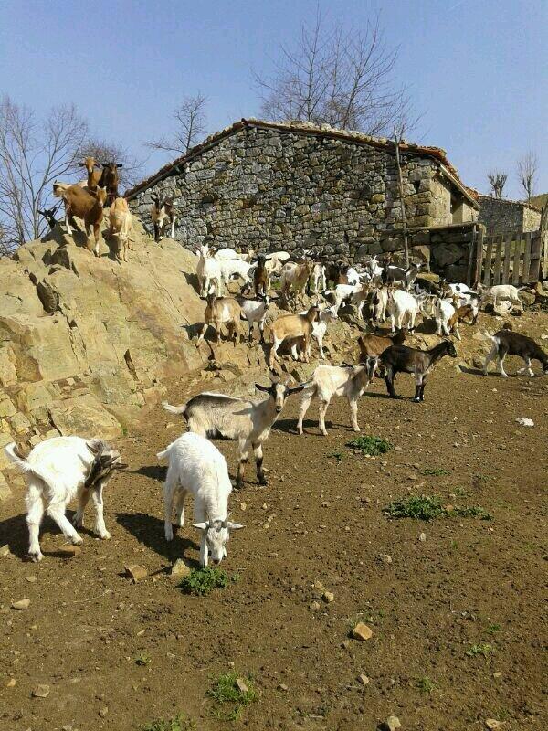 Cabritos tomando el sol de marzu!!!!