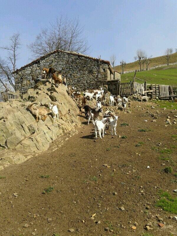 Fundación Cabrales (@dopcabrales) on Twitter photo 