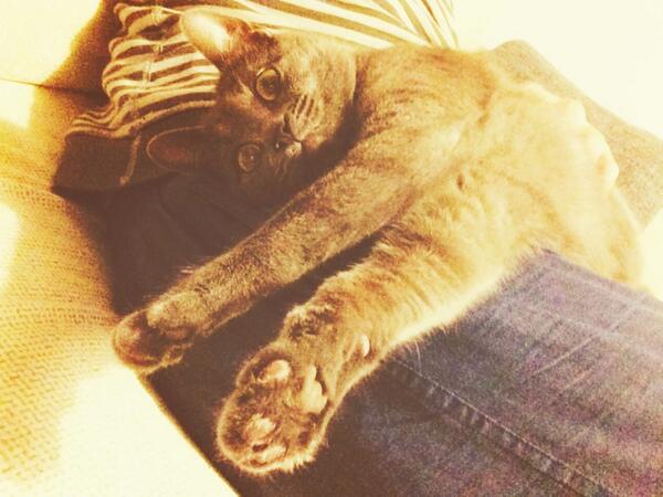 bbuenadicha's tweet photo. Tampoco esta tan mal un juernes así... 😸😸😸😸 http://t.co/GlAoxhy0Cg