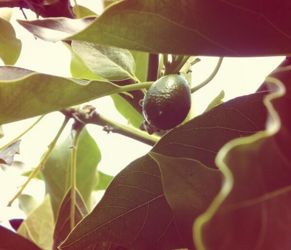 average_avocado's tweet photo. #throwbackthursday http://t.co/0NVjTLnhAR