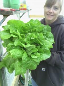 sdveggieboxes tweet picture