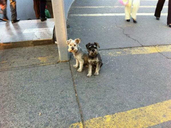 Me informan que estos 2perritos fueron abandonados desde las 5am en el METRO AQUILES SERDÁN. Ayuda porfa