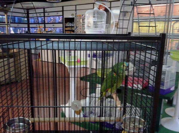 gardenarcdebara's tweet photo. Us presentem a la mascota del Garden. Es diu Lola, una llora que us donarà la benvinguda a la secció d'animals! http://t.co/WFk7Z5bqGM
