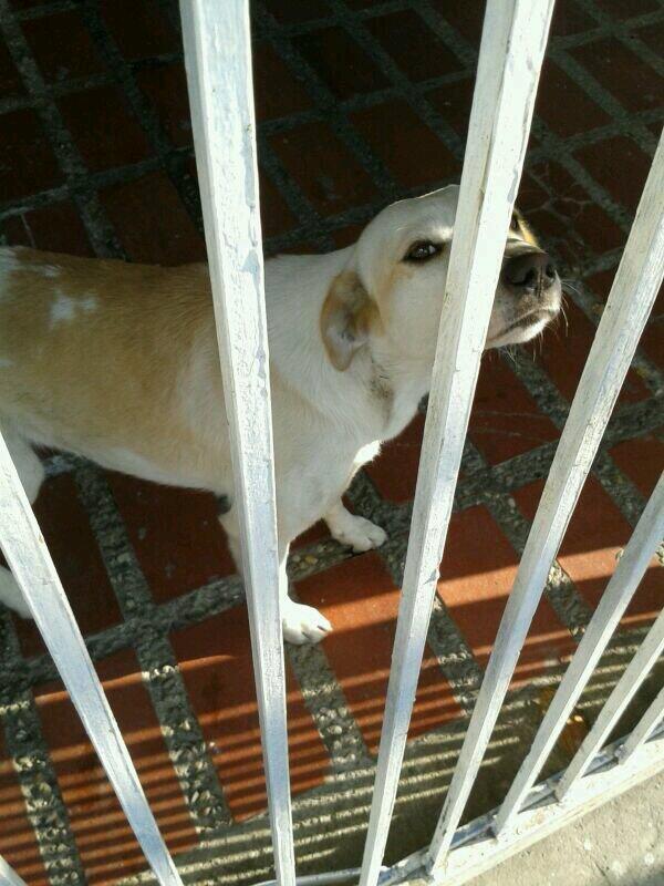 Tango_BME's tweet photo. SE BUSCA AL DUEÑO PERRITA BLANCA Y CREMA hallada por LA TRINIDAD Ccs el 14/3 inf @twitLp09 http://t.co/Ur1J18Lp21