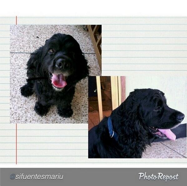 Tango_BME's tweet photo. SE BUSCA AL DUEÑO PERRO COCKER NEGRO hallado en San Miguel MARACAIBO el 13/3 Inf 0424-6860017 vía @Asodepa http://t.co/IQ3eaJz6I4