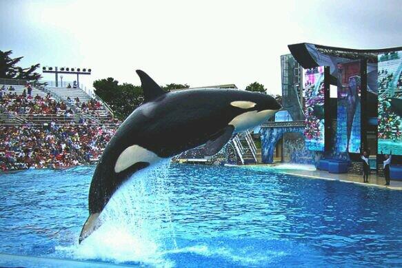 AmyRoseKathryn's tweet photo. Saving the #SeaWorld10: If Calif. Bans Orca Captivity, What Happens to the SeaWorld Whales? http://t.co/HJPpYOjjAd http://t.co/nc1BQZtlxG