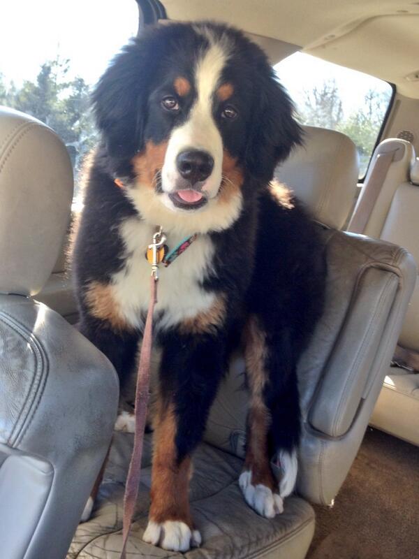 twiminique's tweet photo. She loves her car rides! http://t.co/7Dqr7A4msl