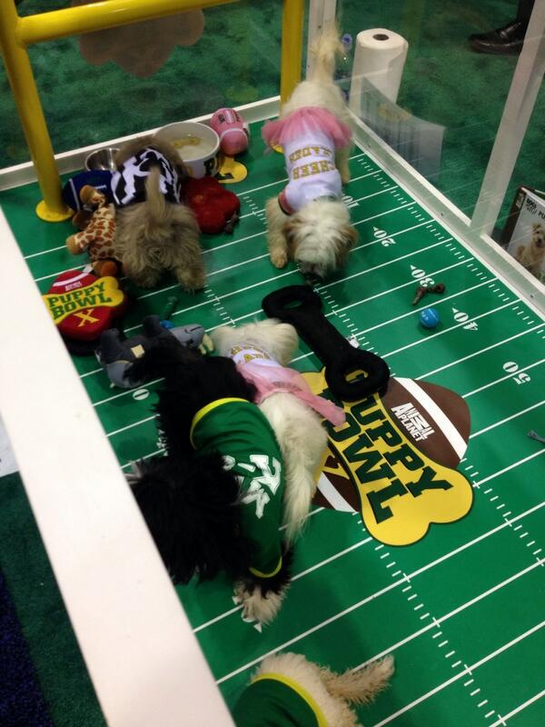 A football game just broke out at the Expo...go team go! #football #leash <a href="/Brollytime/">Brollytime</a> #dog lovers dog walkers
