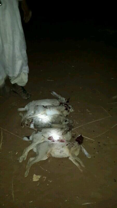 AlotebeFahd's tweet photo. http://t.co/uWjEZh5NGE