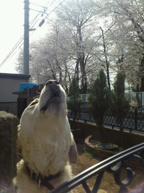 msmgnk's tweet photo. そろそろこの時期だな http://t.co/wrtOfrLzmn