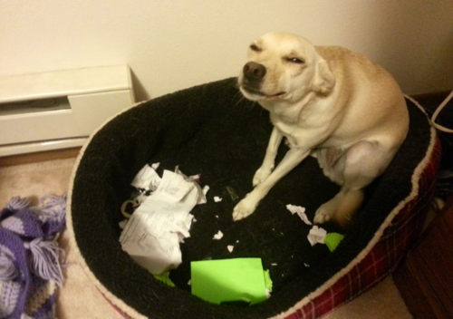Softwick's tweet photo. PRO TIP: If the dog actually eats your homework, take a picture so they believe u! HOINTS! LOL (lots of love), Chad. http://t.co/e5zABNDrVN