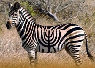 gzaliasnik's tweet photo. A Jewish zebra. http://t.co/ukEapR34oI