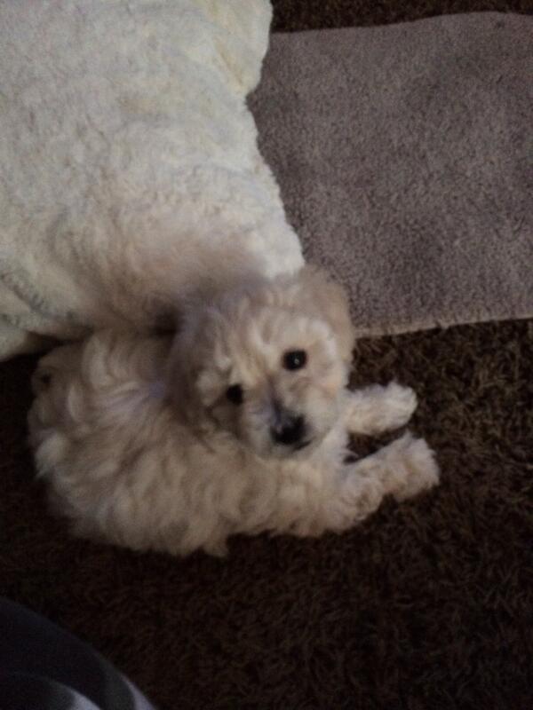 CharleneTait's tweet photo. Our new puppy! Sooooo cute. http://t.co/kqijQnn5aX