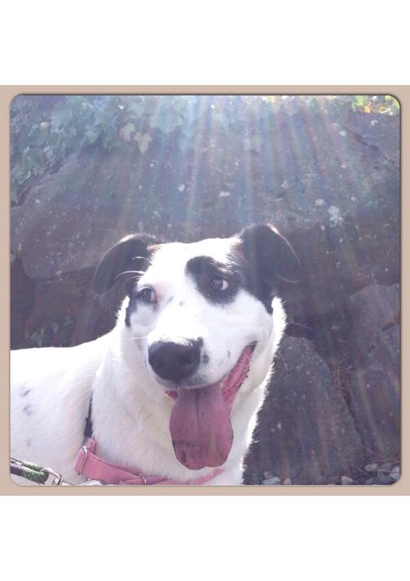 Runthosedogs's tweet image. Spring has sprung in Seattle! Aly enjoying her run.. :)#doglovers #dogrunner #sunshinefinally #lovemyjob