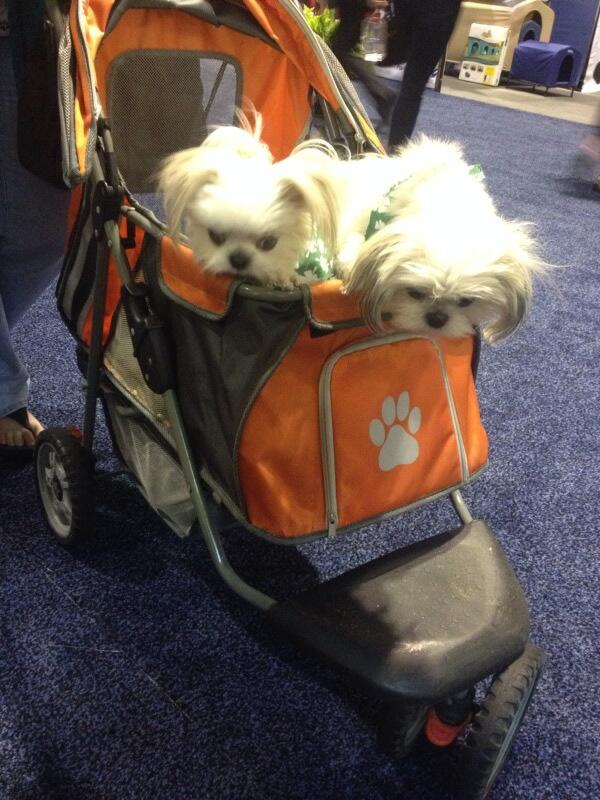 New friends at the Expo today: Scooter and Tink, in a stroller. #leash #dog <a href="/Petco/">Petco</a> <a href="/PetSmart/">PetSmart</a> <a href="/target/">Target</a> <a href="/Brollytime/">Brollytime</a>