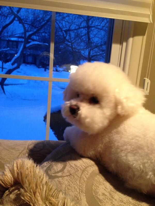 Hi, Abby here again. I don't think I'll ever make it to the Expo. I'm snowed in, but I'll keep tweeting. #brollyleash