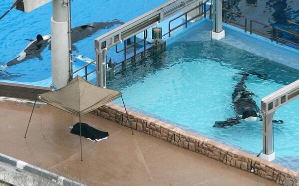 Orcas_Freedom's tweet photo. No way for such an amazing animal to live. Deprived and alone. #Blackfish http://t.co/GfgvQWkUuN