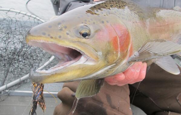 Monkey Business on the MO. ift.tt/1fBQV9w #trout #flyfishing