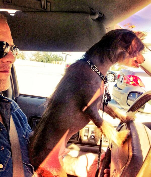 thedaverosser's tweet image. 2 more weeks with #theferalerrol, gonna make these weekends count #palsforever